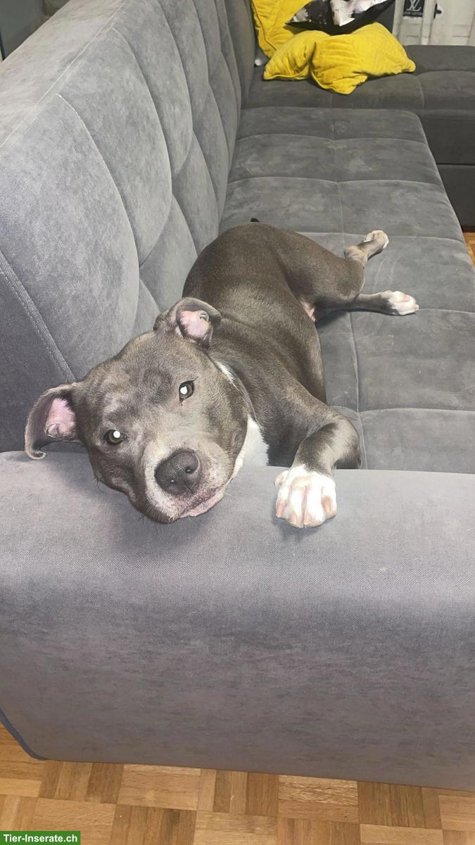 Bild 2: Temporärer Pflegeplatz gesucht für Staffordshire Bullterrier Hündin