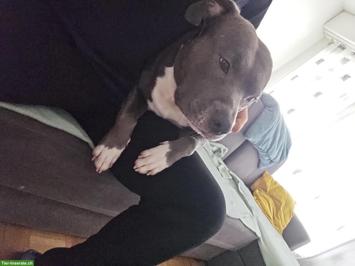 Bild 4: Temporärer Pflegeplatz gesucht für Staffordshire Bullterrier Hündin