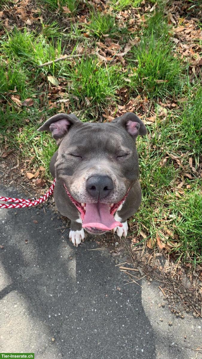 Bild 7: Temporärer Pflegeplatz gesucht für Staffordshire Bullterrier Hündin