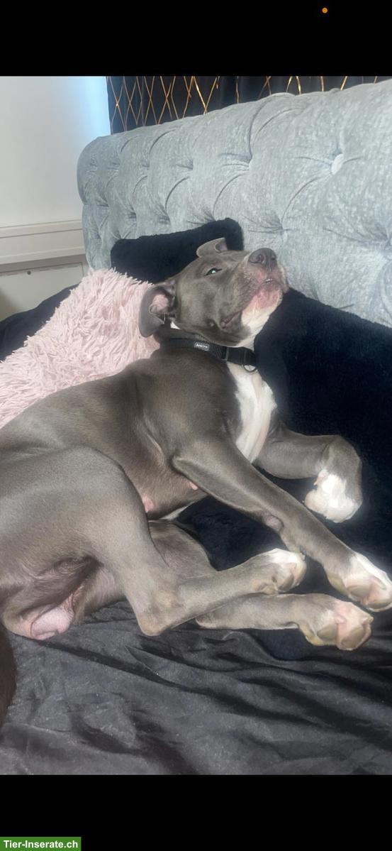 Bild 8: Temporärer Pflegeplatz gesucht für Staffordshire Bullterrier Hündin