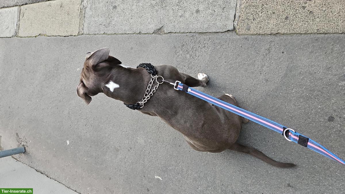 Bild 9: Temporärer Pflegeplatz gesucht für Staffordshire Bullterrier Hündin