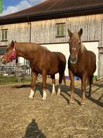 Beistellpferd gegen Obolus an schönen Lebensplatz