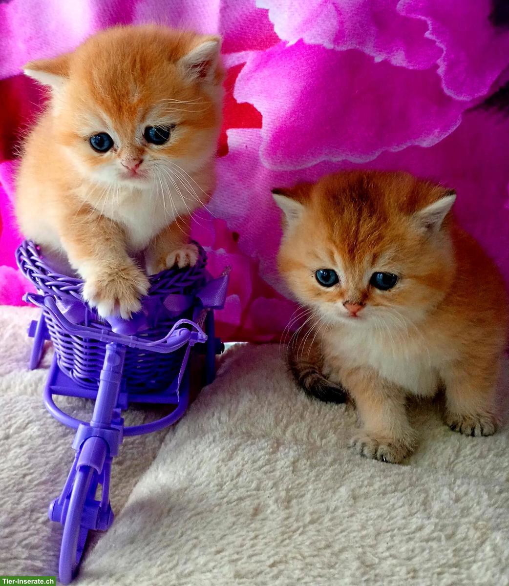 Reinrassige BKH Kitten mit Stammbaum