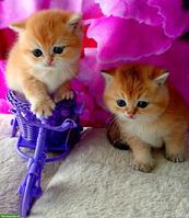 Reinrassige BKH Kitten mit Stammbaum