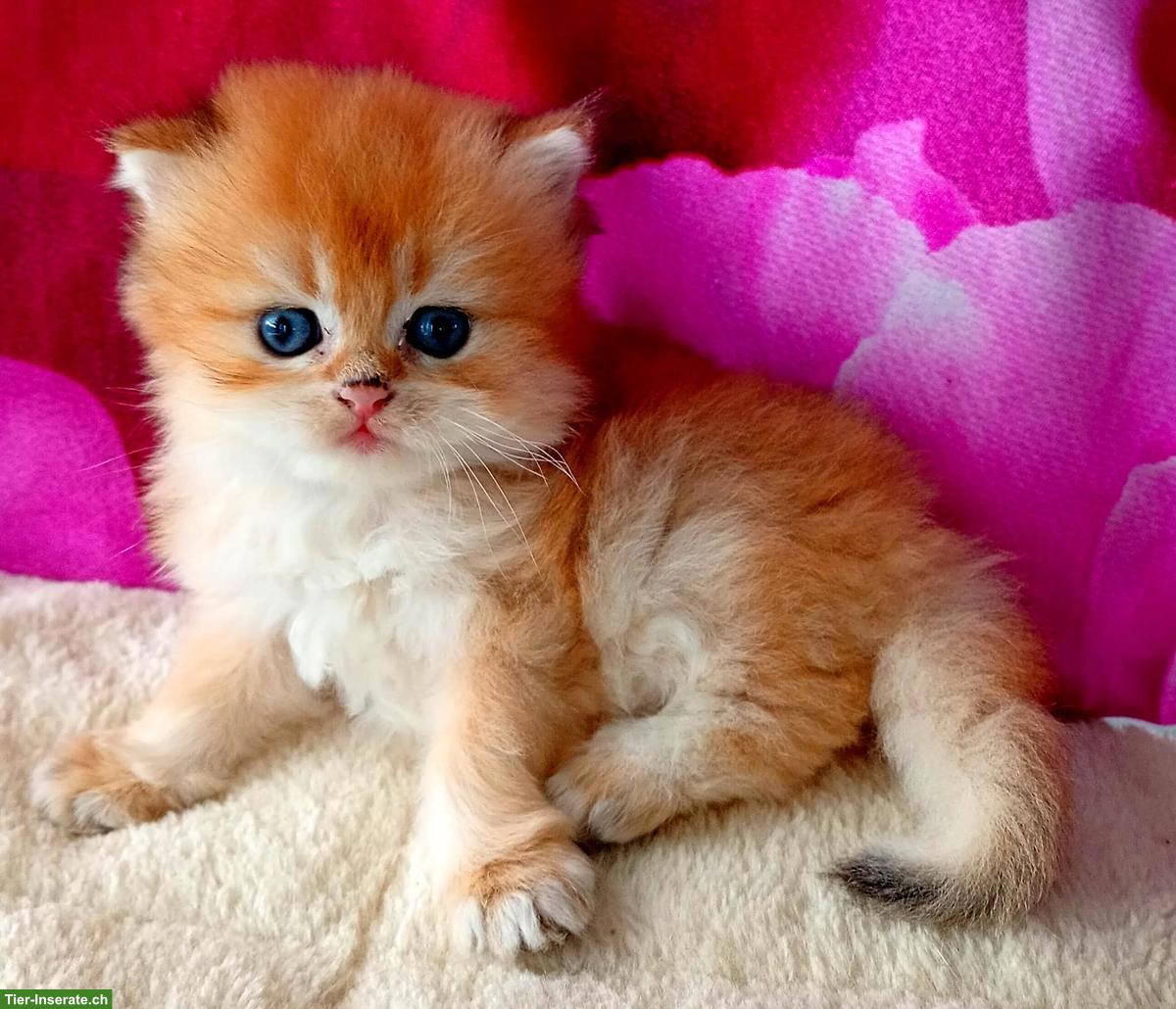 Bild 10: Reinrassige BKH Kitten mit Stammbaum