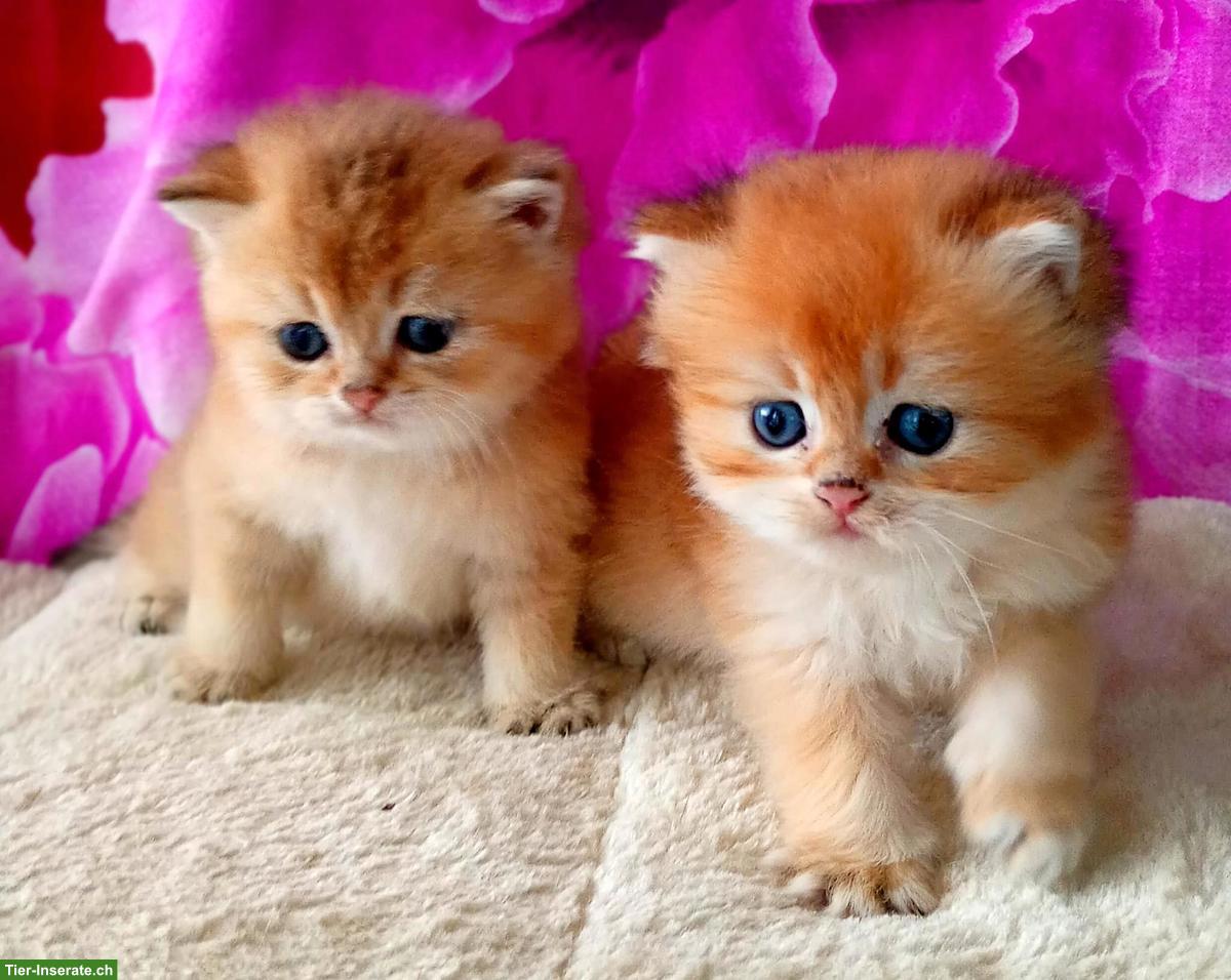 Bild 2: Reinrassige BKH Kitten mit Stammbaum