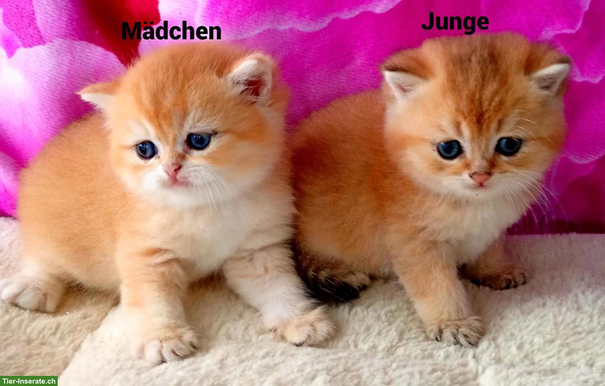 Bild 3: Reinrassige BKH Kitten mit Stammbaum