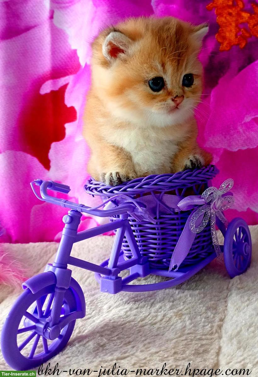 Bild 4: Reinrassige BKH Kitten mit Stammbaum