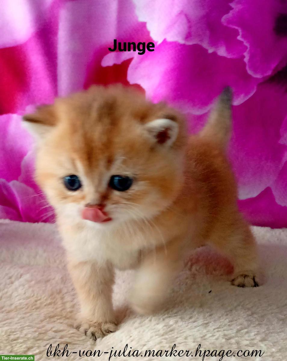 Bild 6: Reinrassige BKH Kitten mit Stammbaum