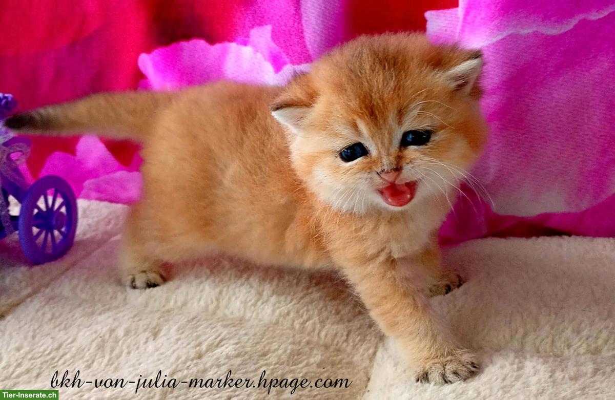 Bild 7: Reinrassige BKH Kitten mit Stammbaum