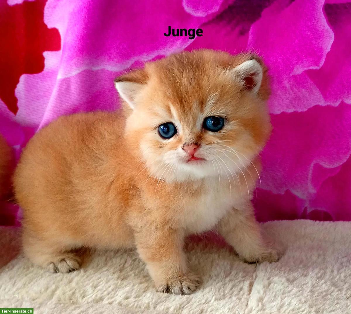 Bild 8: Reinrassige BKH Kitten mit Stammbaum