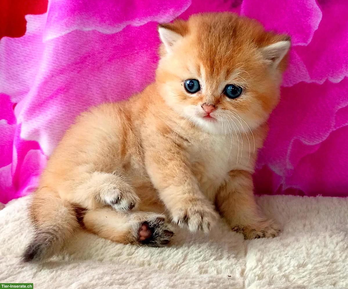 Bild 9: Reinrassige BKH Kitten mit Stammbaum