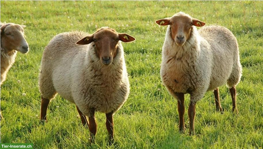 Suche Coburger Fuchsschafe, weiblich