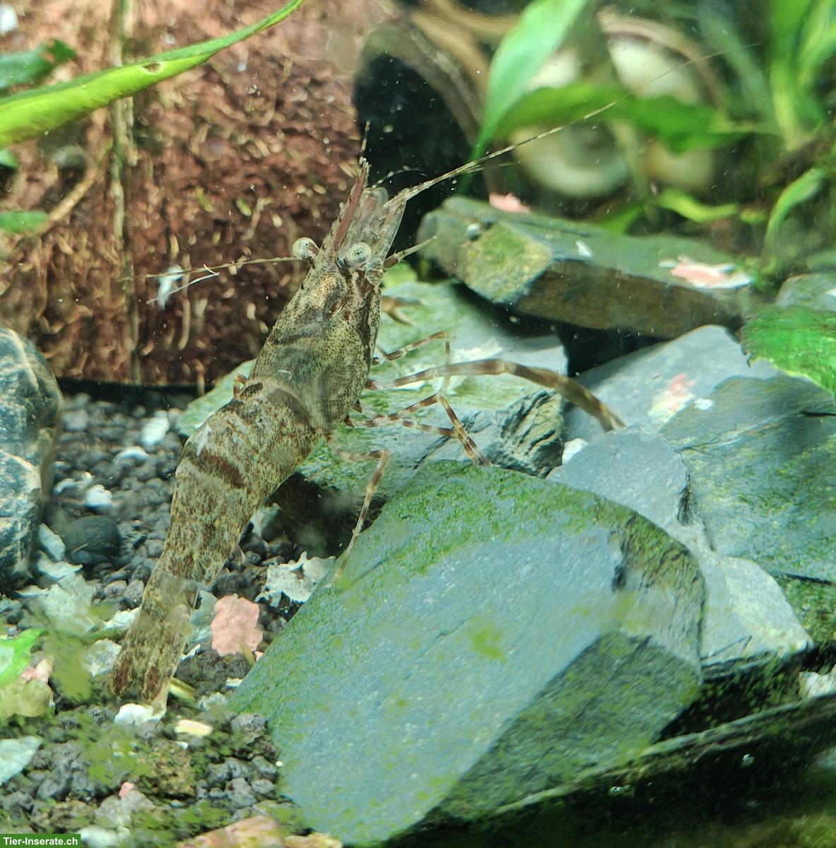 Bild 2: Grossarmgarnelen (Macrobrachium)