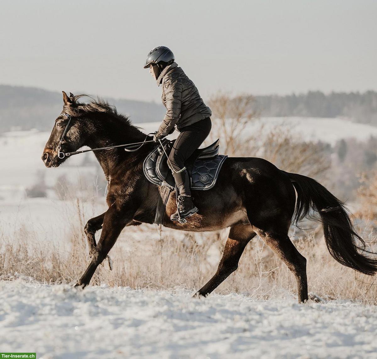 Lieber Traber-Connemara-Mix Wallach, 11-jährig