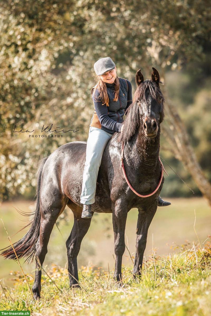 Bild 2: Lieber Traber-Connemara-Mix Wallach, 11-jährig