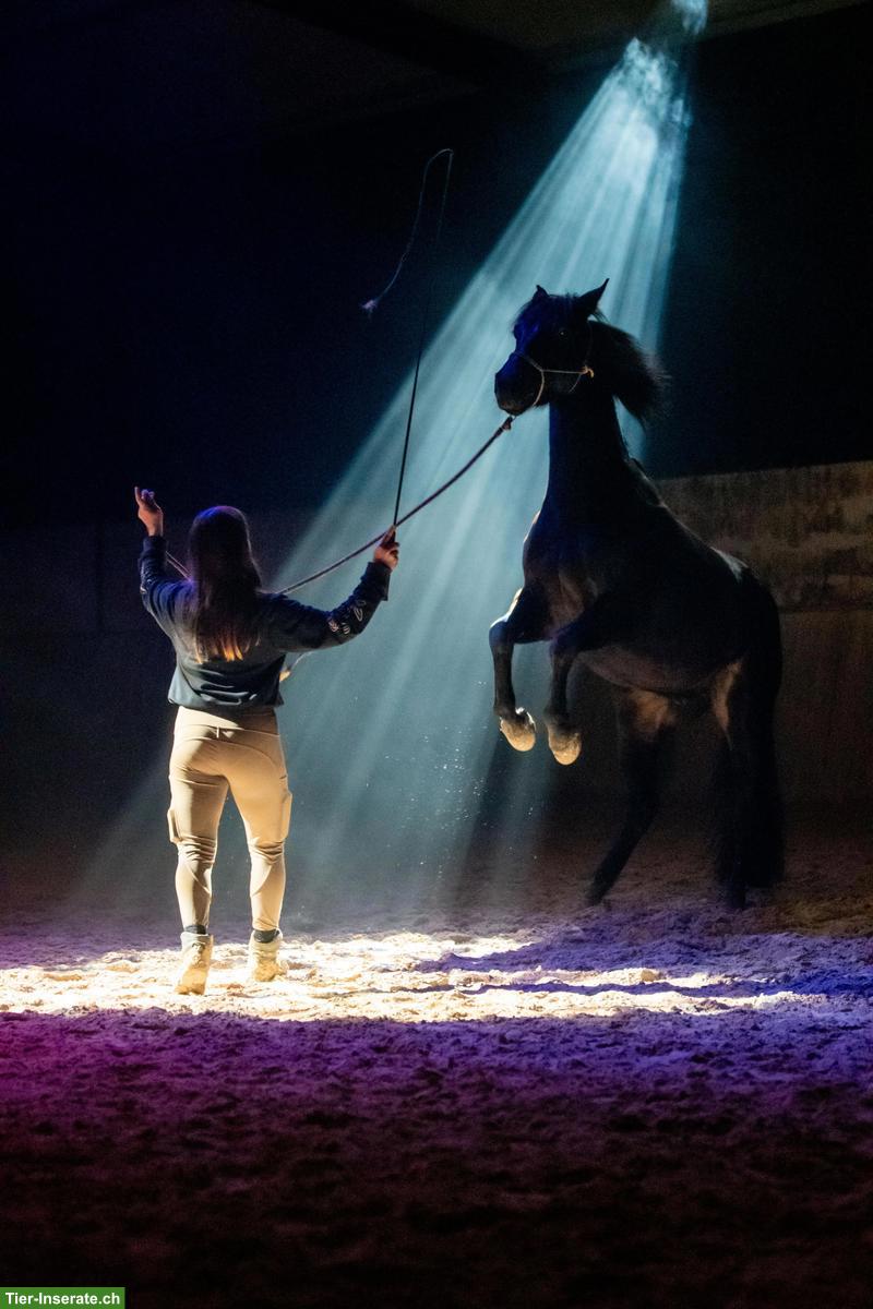 Bild 3: Lieber Traber-Connemara-Mix Wallach, 11-jährig