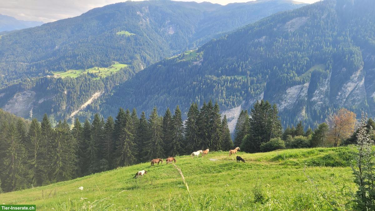Bild 2: Sömmerungsplätze frei Nahe Lenzerheide GR