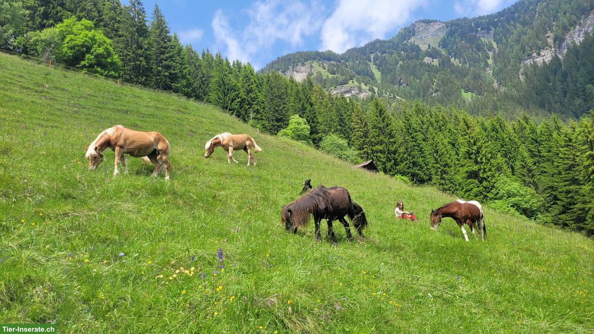 Bild 3: Sömmerungsplätze frei Nahe Lenzerheide GR