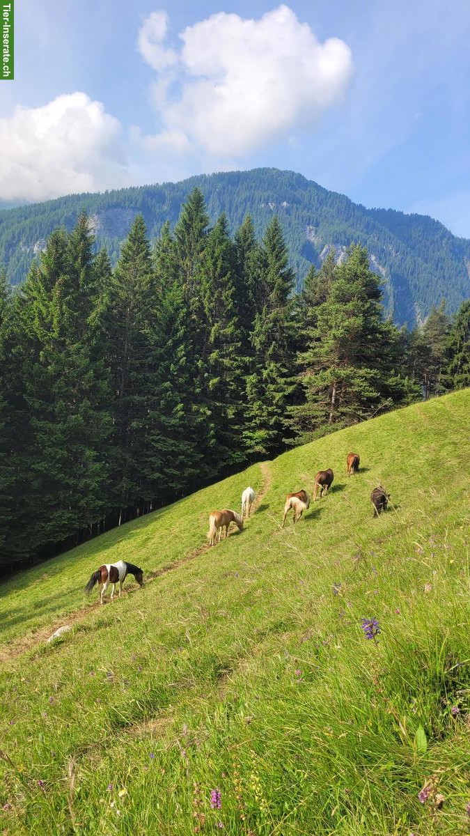 Bild 4: Sömmerungsplätze frei Nahe Lenzerheide GR