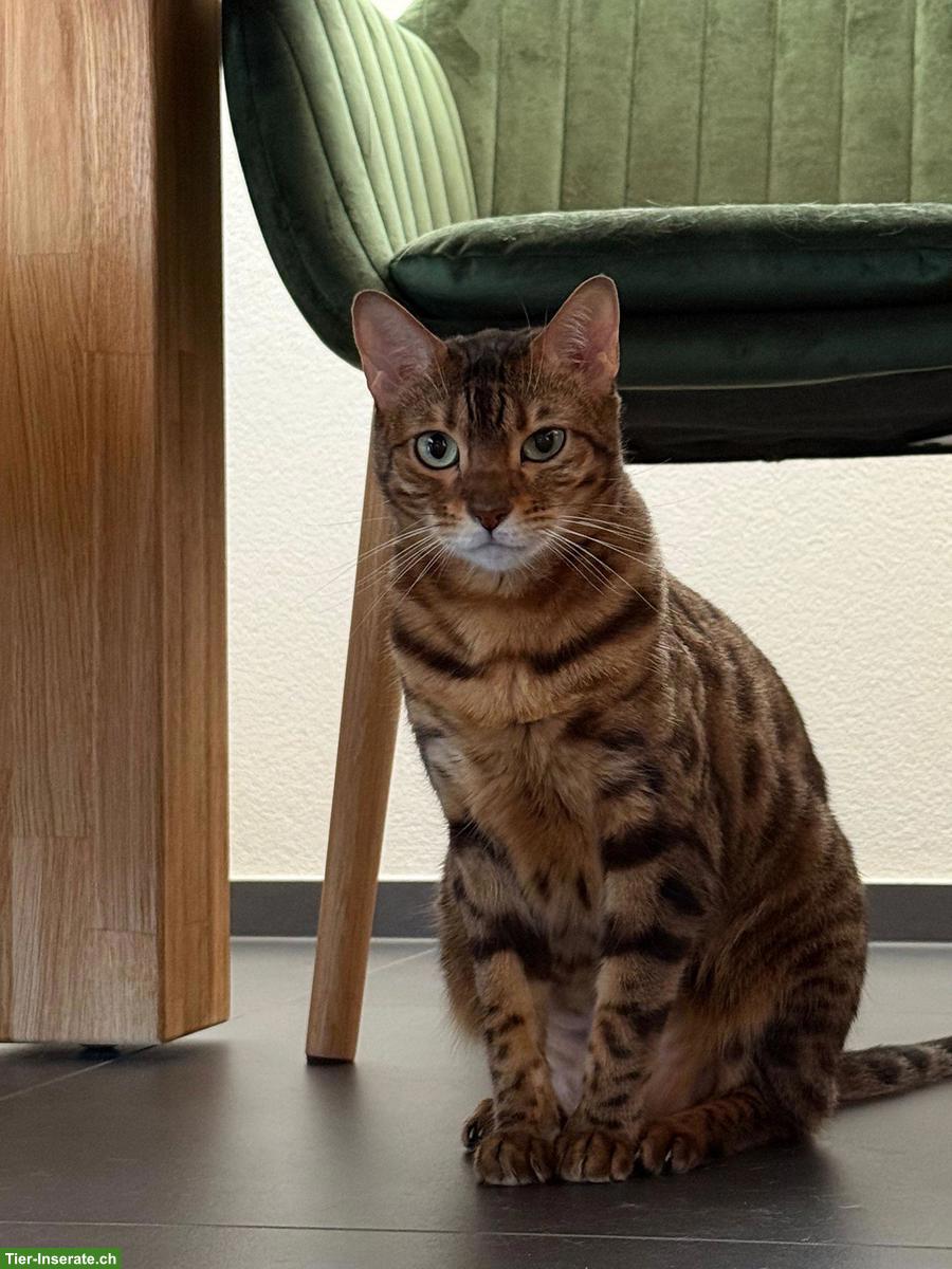 2 Bengal Katzen m/w suchen liebes Zuhause