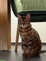2 Bengal Katzen m/w suchen liebes Zuhause