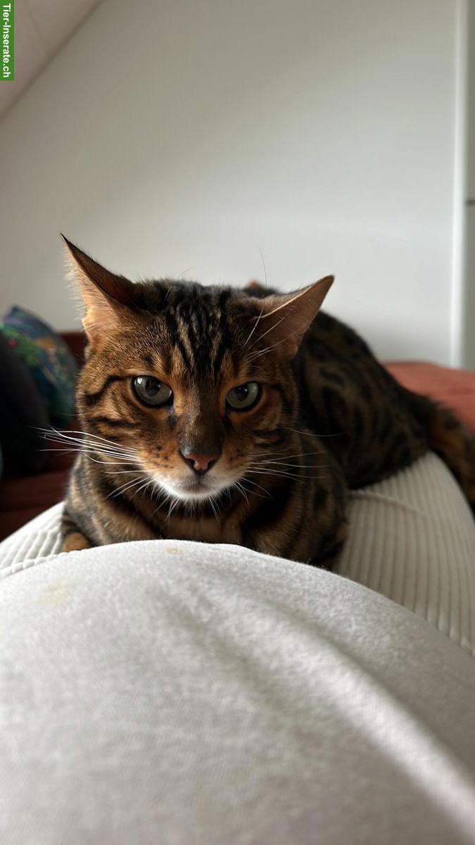 Bild 2: 2 Bengal Katzen m/w suchen liebes Zuhause