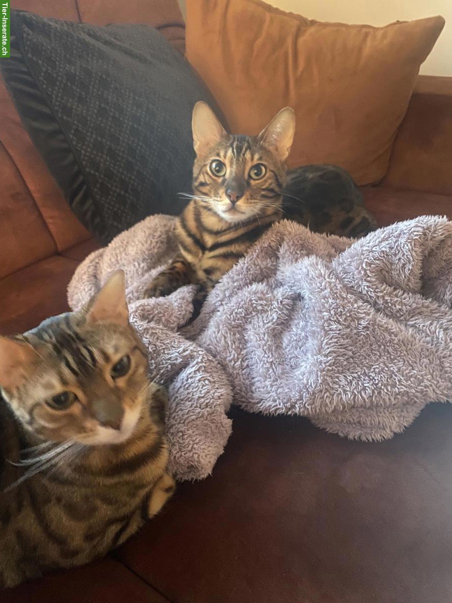 Bild 3: 2 Bengal Katzen m/w suchen liebes Zuhause