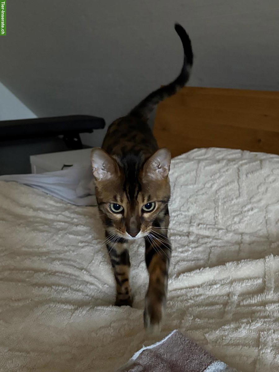 Bild 4: 2 Bengal Katzen m/w suchen liebes Zuhause