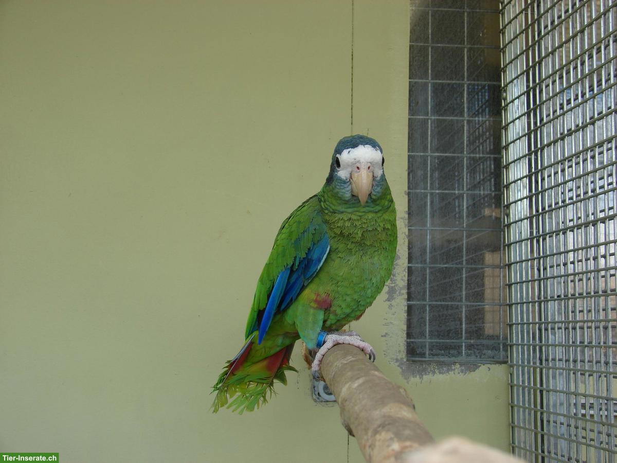 2 Blaukronen-Amazonen abzugeben