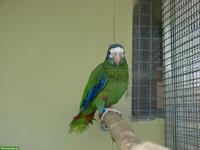 2 Blaukronen-Amazonen abzugeben