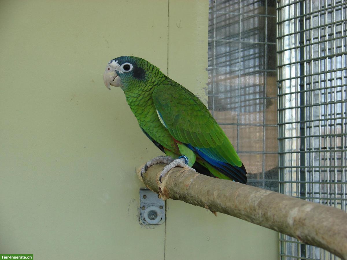 Bild 2: 2 Blaukronen-Amazonen abzugeben