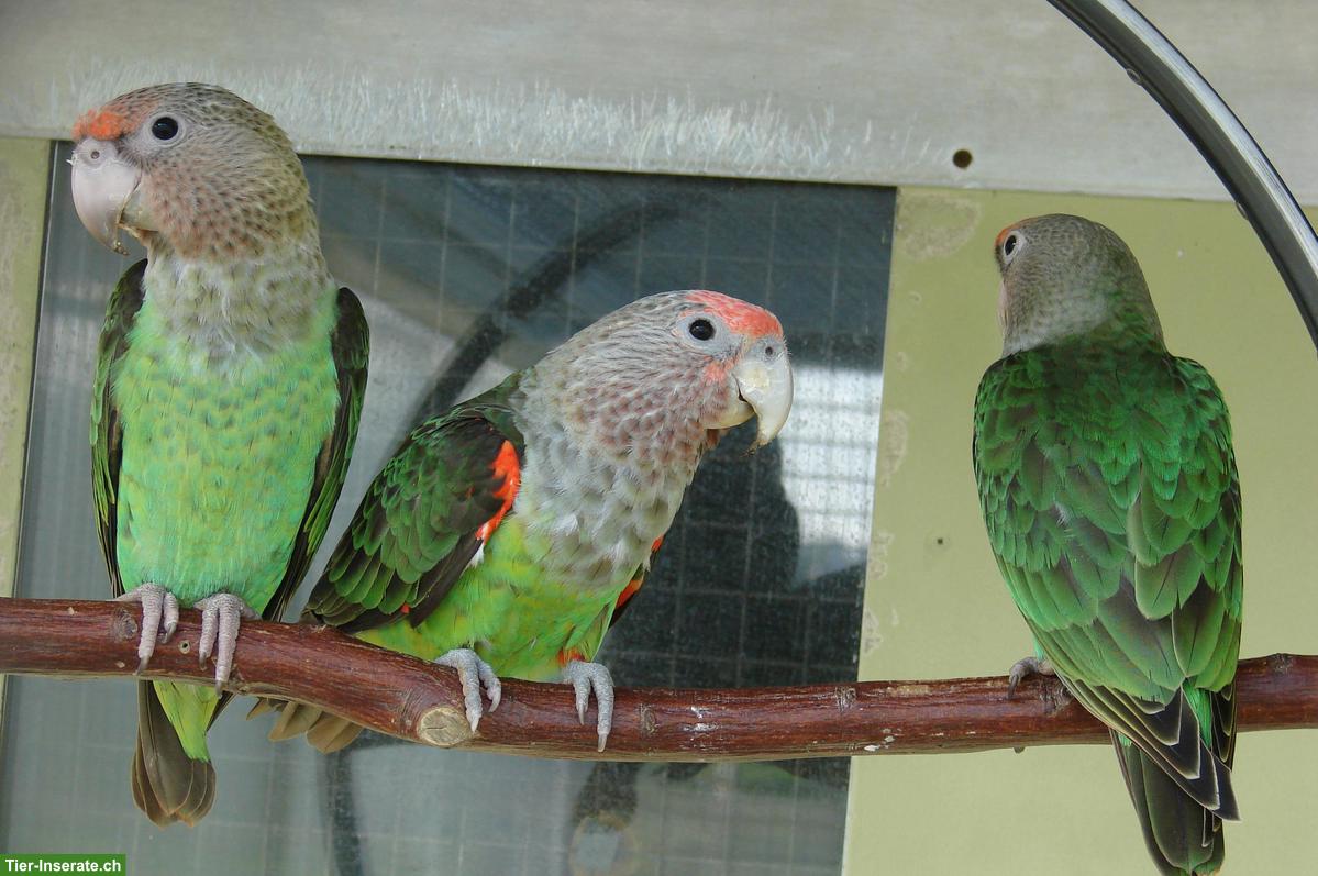 Kap-Graukopf Papageien zu verkaufen