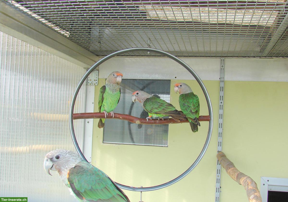 Bild 2: Kap-Graukopf Papageien zu verkaufen