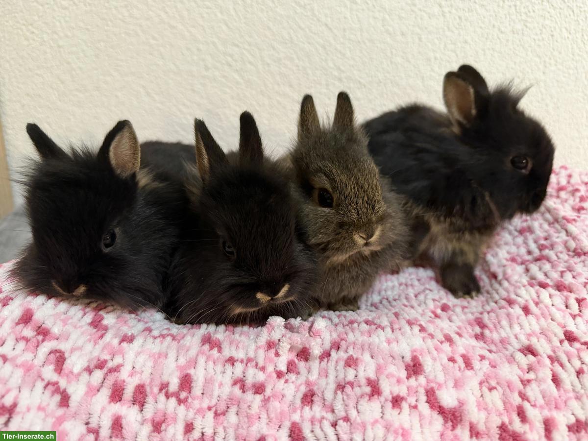 Junge Zwergkaninchen, 6 Wochen alt