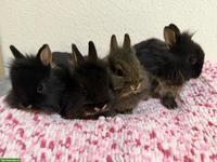 Junge Zwergkaninchen, 6 Wochen alt