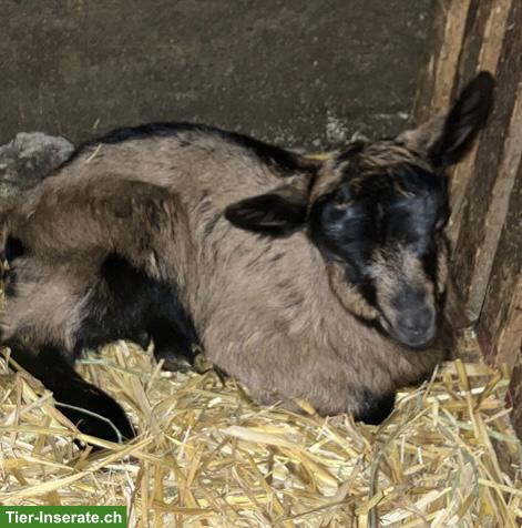 Gemsfarbiger Ziegenbock zu verkaufen