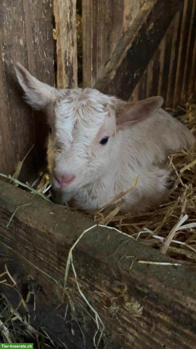 Junger Saanenziegen-Bock zu verkaufen