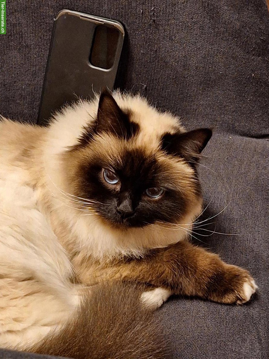 Unkastrierter Kater gesucht, Region Bauma, Tösstal