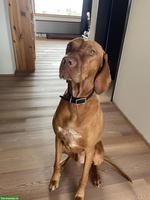 Vizsla Rüde, 5-jährig, sucht neues Zuhause