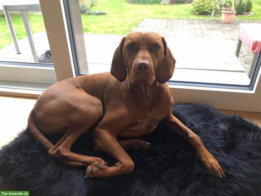 Bild 2: Vizsla Rüde, 5-jährig, sucht neues Zuhause