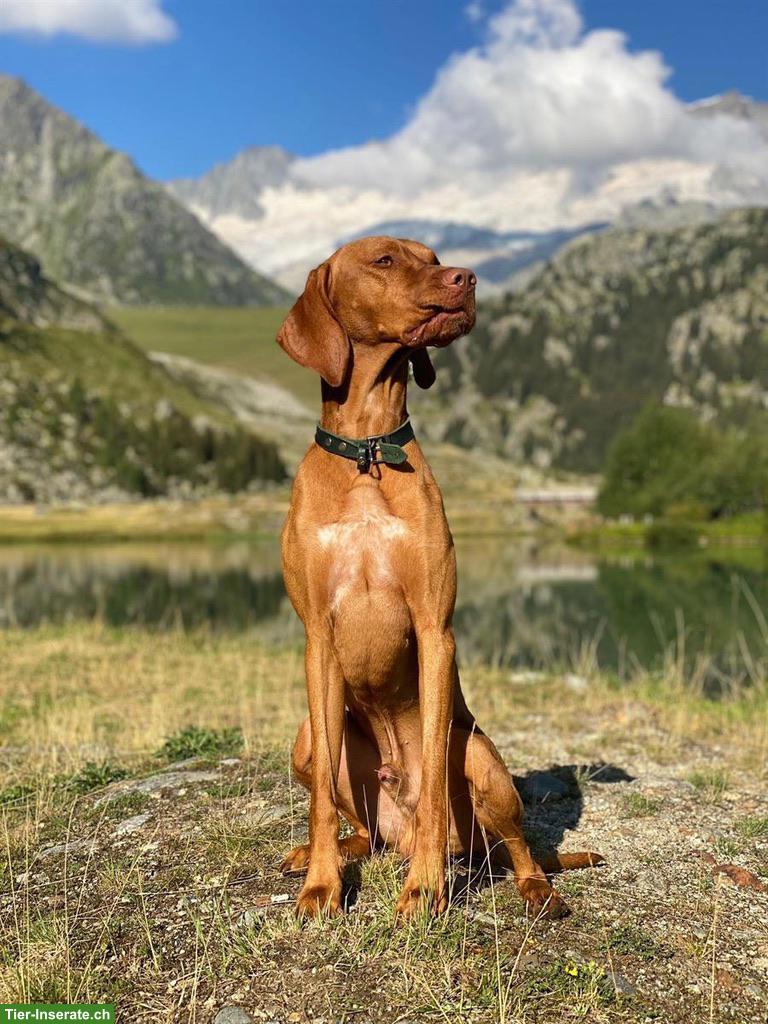 Bild 3: Vizsla Rüde, 5-jährig, sucht neues Zuhause