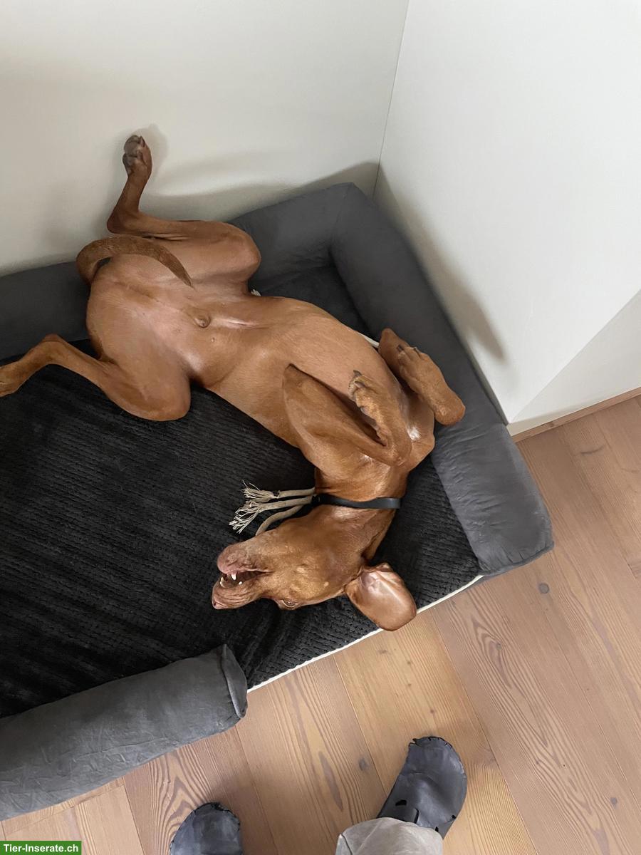 Bild 4: Vizsla Rüde, 5-jährig, sucht neues Zuhause