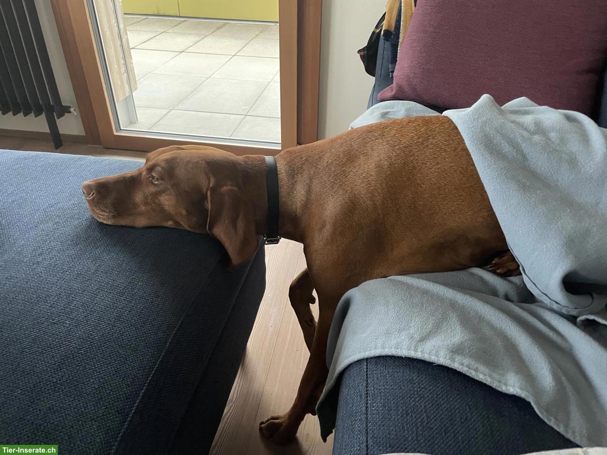 Bild 5: Vizsla Rüde, 5-jährig, sucht neues Zuhause
