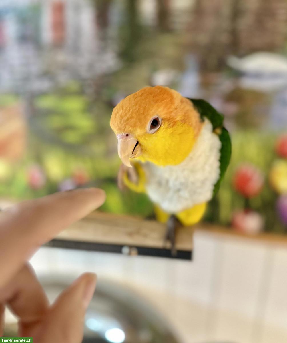 2 superzahme Rostkappenpapagei, männlich zu verkaufen