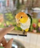 2 superzahme Rostkappenpapagei, männlich zu verkaufen