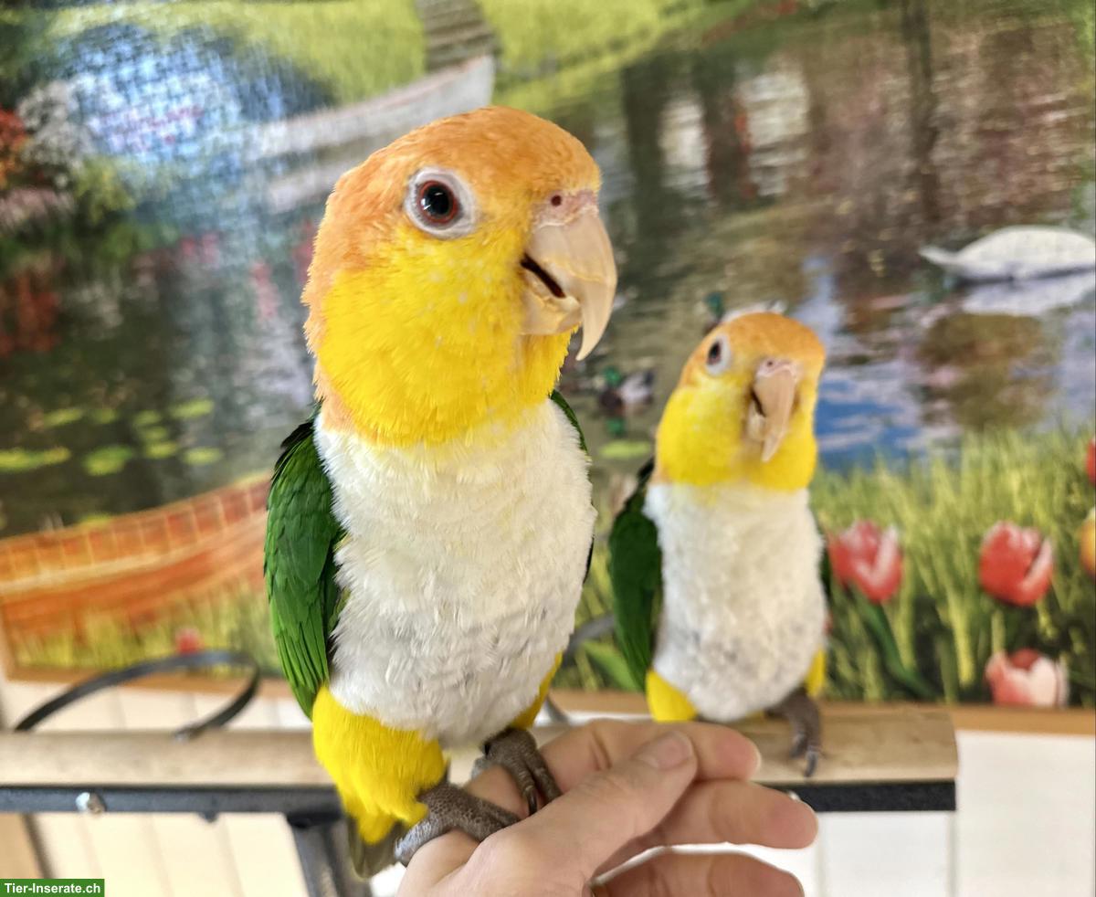 Bild 2: 2 superzahme Rostkappenpapagei, männlich zu verkaufen