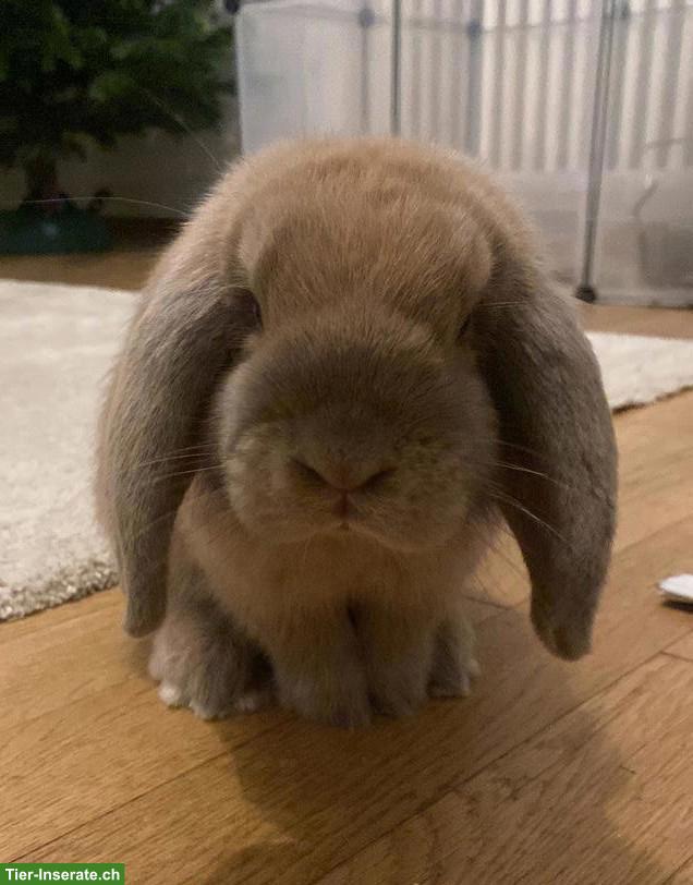 Zutrauliche Widder-Kaninchen suchen neues liebevolles Zuhause