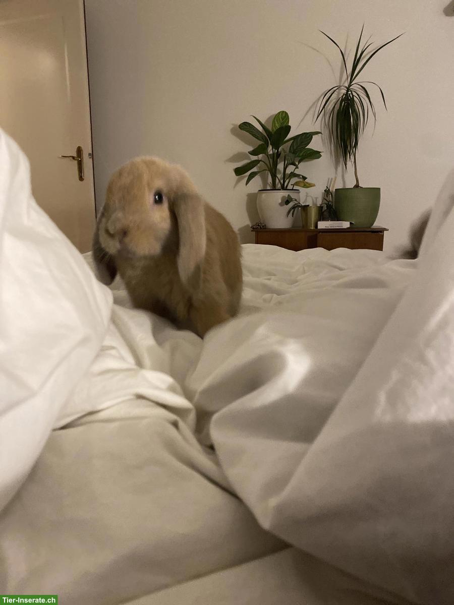 Bild 10: Zutrauliche Widder-Kaninchen suchen neues liebevolles Zuhause