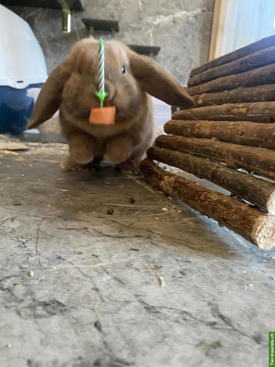 Bild 2: Zutrauliche Widder-Kaninchen suchen neues liebevolles Zuhause